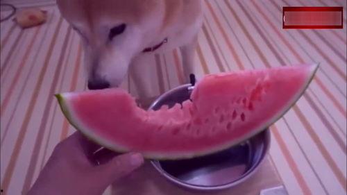 每日吃瓜播报视频,揭秘娱乐圈新鲜事，带你领略娱乐风云变幻