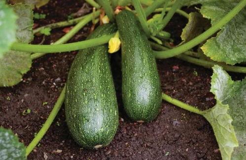 秋天得吃瓜,秋季美食之旅