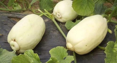 吃大瓜的小瓜叫什么,探寻瓜类家族的奇妙关系