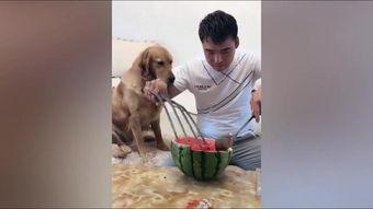 胖妞妞吃瓜,胖妞妞的瓜田奇遇记