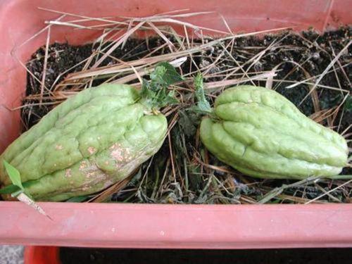 在农村吃瓜50字,吃瓜乐趣无限