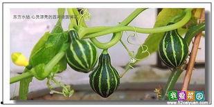 玲珑小巧吃瓜,吃瓜乐趣无限