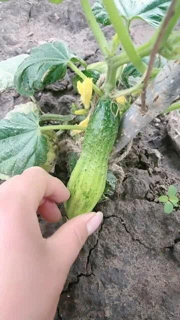 吃瓜不扭瓜的照片大全图片,趣味盎然的“吃瓜不扭瓜”照片大盘点