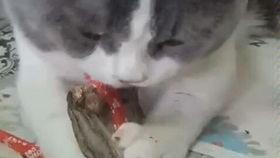 小猫饿了吃瓜,意外发现吃瓜新乐趣