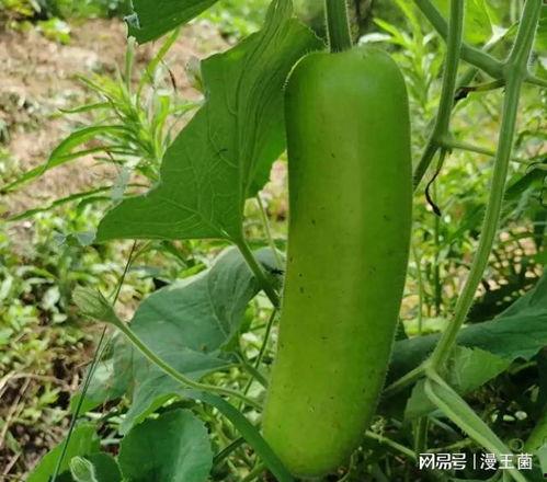 晚上河边吃瓜,一场难忘的夏日盛宴