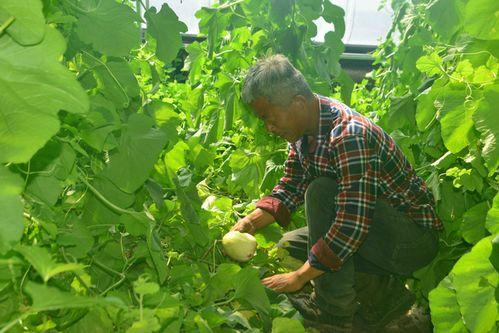 通榆县吃瓜,瓜果飘香，品味田园生活