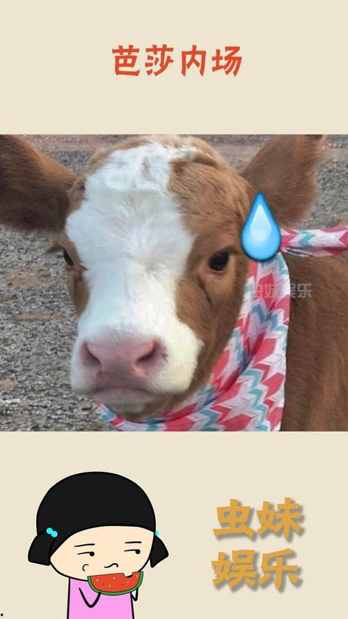 78抖音吃瓜网,揭秘78号热门事件背后的真相