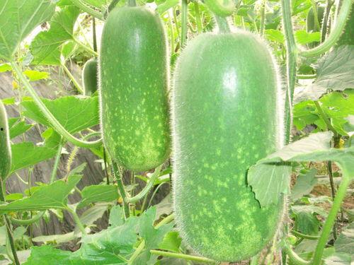 陆左吃大瓜,揭秘娱乐圈幕后风云