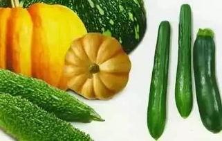 夏瓜怎么挑着吃,教你轻松挑出最佳口感