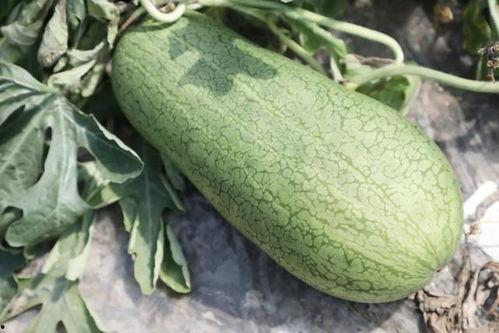 叶子吃瓜版,揭秘植物界的趣味食事